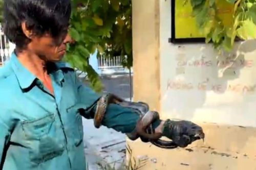 Rắn 'khổng lồ' trong nhà dân ở TP.HCM