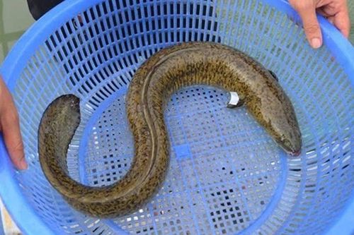 Nhiều bệnh nhân nhiễm độc tố ciguatoxin do ăn phải cá biển