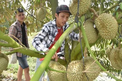 Đồng Tháp phát huy lợi thế cây ăn quả