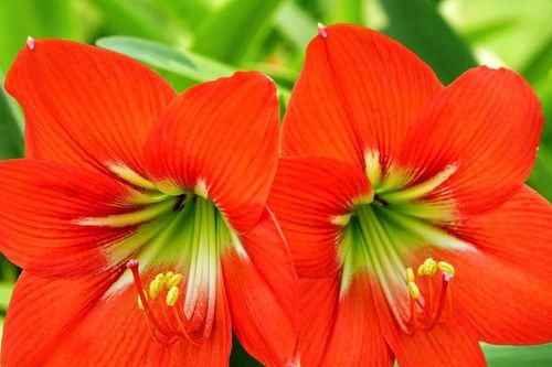5 loài hoa cải vận, trồng trong nhà xua rủi rước may cực hiệu nghiệm