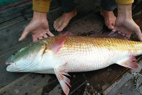 Tận thấy loài cá tiền tỷ ở Việt Nam khiến nhà giàu săn lùng