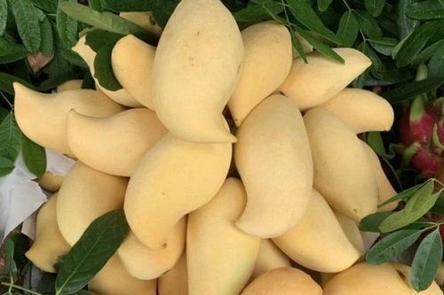 Nguồn gốc xoài vàng ươm, thơm nức 'gây sốt' thị trường Việt