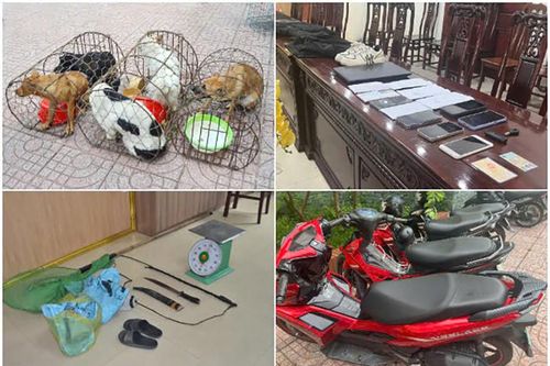 Ổ nhóm trộm 2 tấn chó, mang cả kích điện, kiếm để sẵn sàng chống trả