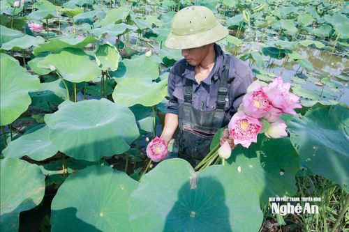 Đất chua trũng Nghệ An được mùa sen, nông dân phấn khởi bán giá tốt từ gốc tới ngọn