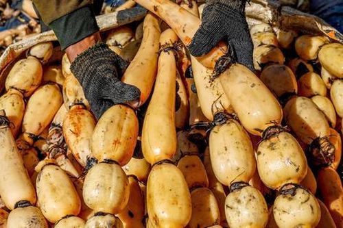 2 loại củ dễ là 'ổ ký sinh trùng', cái số 1 nhiều người vẫn thường xuyên ăn
