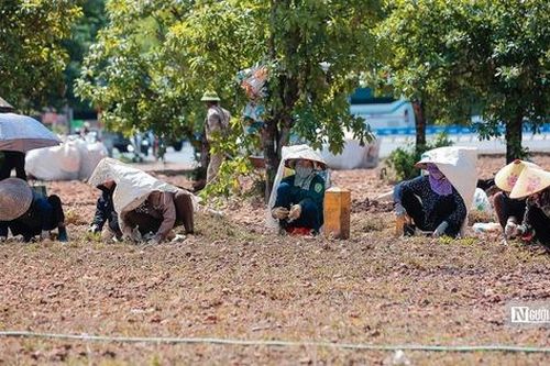 Hà Nội: Người dân oằn mình giữa trời nắng đổ lửa