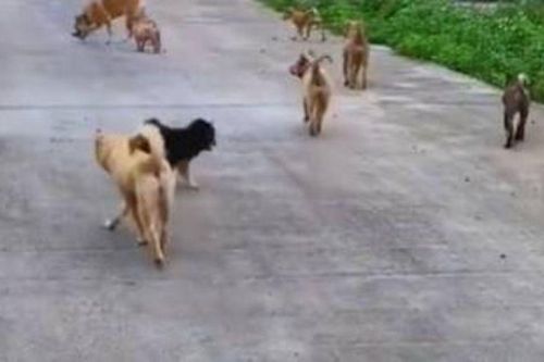 Con gái gửi chó cưng về quê cho bố mẹ nuôi, 1 năm sau nhận lại 160 con