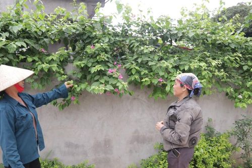 Bóng hồng xanh hóa đường quê
