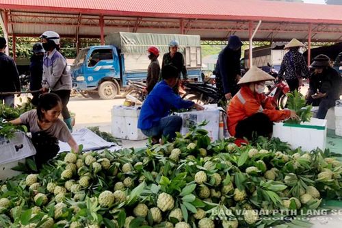 Na đầu vụ được giá