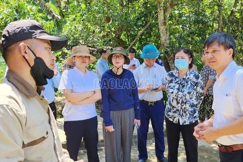 Lào Cai thành lập 5 đoàn công tác kiểm tra, chỉ đạo tăng cường phòng, chống dịch tả lợn châu Phi