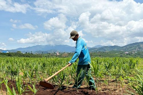 Vùng chuyên canh gừng phục vụ tết