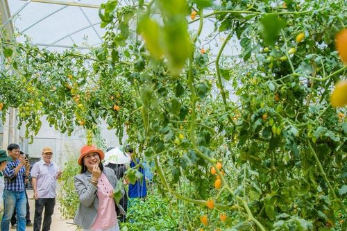 Bỏ phố về quê, thanh niên phường Đông Gia Nghĩa là tỷ phú Lâm Đồng, làm farm đẹp như phim