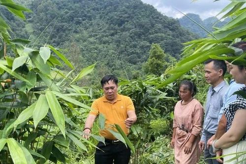 Cây giang lấy lá - mở hướng đi mới cho nông dân