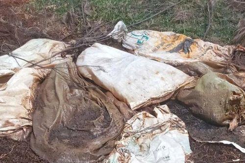 Quảng Trị: Phát hiện xác lợn chết nằm trong các bao tải ở khu vực bãi biển