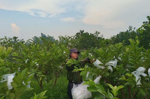 Ông Chương trồng ổi đem lại hiệu quả kinh tế