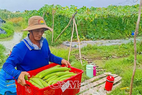 'Địa chỉ xanh' chuyên canh hoa màu