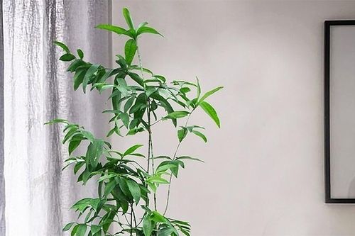 Ý nghĩa phong thủy của cây trúc Nhật - biểu tượng kiên cường, thanh cao