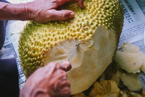 Cách làm sạch nhựa mít cực dễ bằng vài nguyên liệu có sẵn