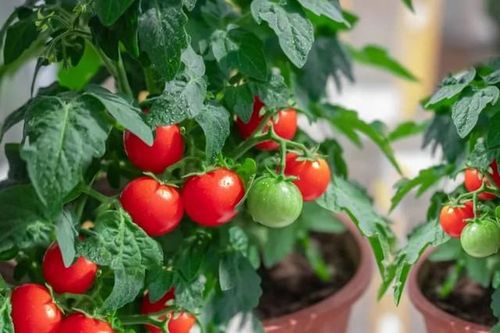 Sai lầm bạn cần tránh khi trồng cà chua để cây ra nhiều quả