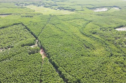 Màu xanh hồi sinh trên những đồi cát trắng
