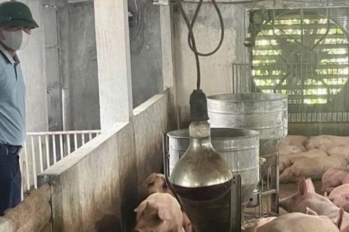 Hà Nội quyết liệt ngăn chặn dịch bệnh tả lợn châu Phi