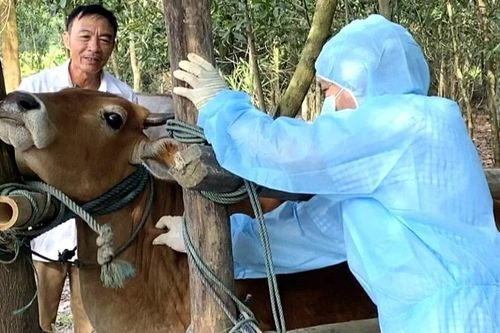Quảng Trị: Xuất hiện dịch bệnh viêm da nổi cục trên trâu, bò