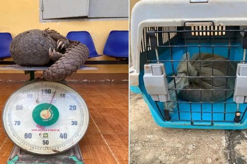 Bàn giao Tê tê Java quý hiếm cho trung tâm bảo tồn
