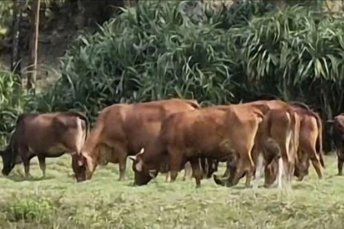 Quảng Trị: Xuất hiện dịch viêm da nổi cục trên đàn bò ở xã Tuyên Bình