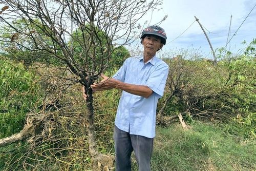 Đào cảnh ở Thanh Hóa chết rũ vì ngập lụt, dân khóc ròng với 250 gốc khách gửi chăm sóc