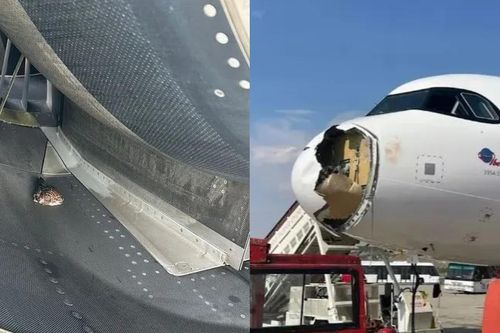 Máy bay bị vỡ mũi, hỏng động cơ vì đâm phải kền kền