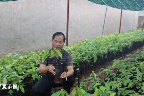Thành phố Hồ Chí Minh: Khan hiếm nguồn cây giống cacao