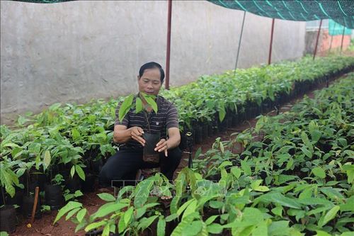 Khan hiếm nguồn cây giống ca cao