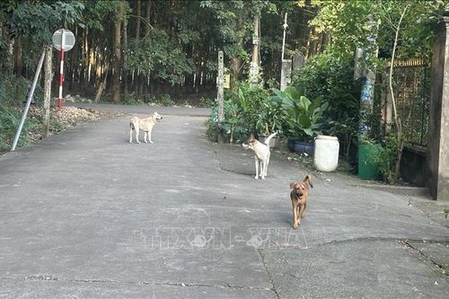 Đồng Nai xuất hiện 2 ổ dịch chó dại, khuyến cáo người dân không chủ quan, lơ là