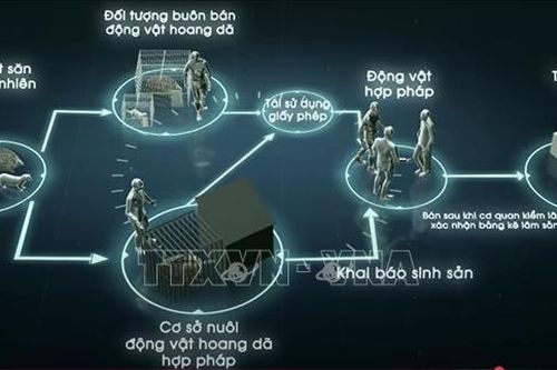 Ra mắt phim ngắn phản ánh những tồn tại trong hoạt động nuôi thương mại động vật hoang dã