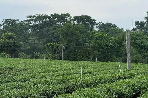 Thái Nguyên chi hơn 500 tỷ đồng thúc đẩy ngành chè