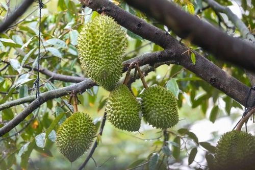 Sầu riêng được chuẩn hóa quy trình kiểm soát an toàn thực phẩm