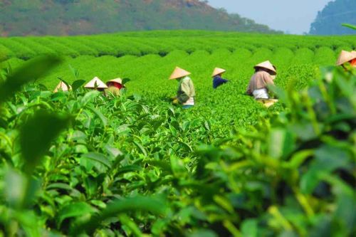 Sau sáp nhập, Thái Nguyên chi hơn 500 tỷ đồng hỗ trợ, thúc đẩy ngành chè