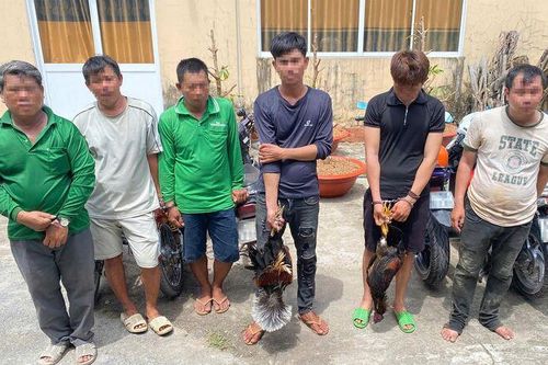 Xã Tri Tôn triệt xóa tụ điểm đá gà ăn thua bằng tiền