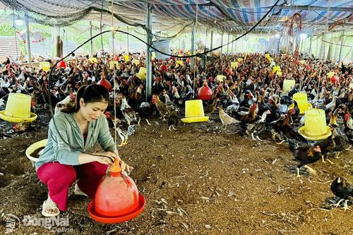 Phát huy hiệu quả chuỗi liên kết trong chăn nuôi