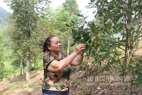 Vụ hồi kém vui