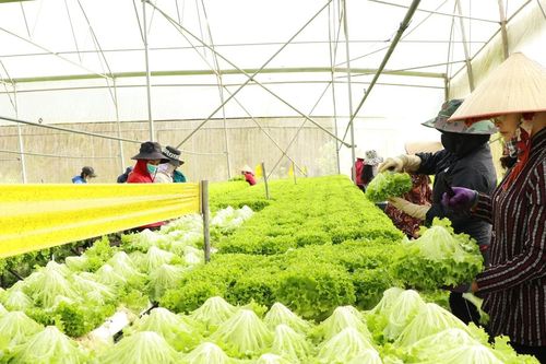 Phát triển nông nghiệp tuần hoàn: Bước chuyển mình bền vững