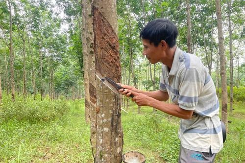 Tìm ra các đối tượng có hành vi trộm mủ cao su ở vùng Cùa