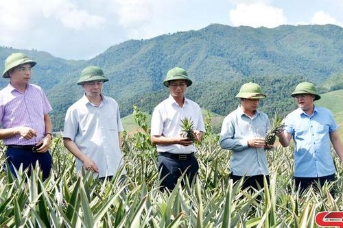 Nhãn hiệu chứng nhận 'Dứa Sơn La'