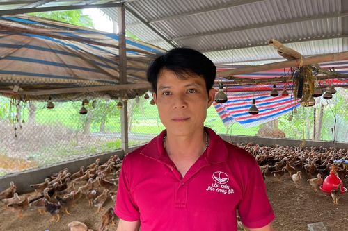 Thoát nghèo nhờ nuôi gà mía lai