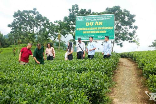 Sản xuất chè 'sạch' gắn với du lịch sinh thái