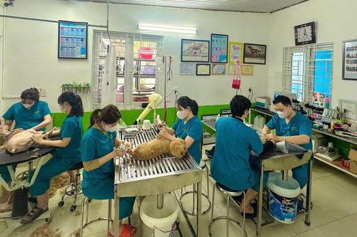 Dịch vụ y tế và spa thú cưng