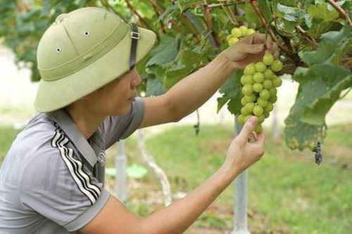 Hà Tĩnh: Nông dân 'đổi đời' nhờ... trồng nho 'quý tộc'