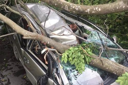 Hiểm họa từ những cây xanh không an toàn