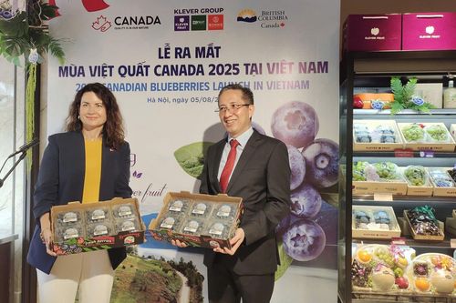Klever Group đưa việt quất Canada chất lượng cao về Việt Nam
