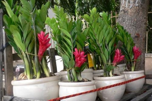 Bí quyết trồng cây kim tiền ra hoa, tài lộc ùn ùn kéo đến